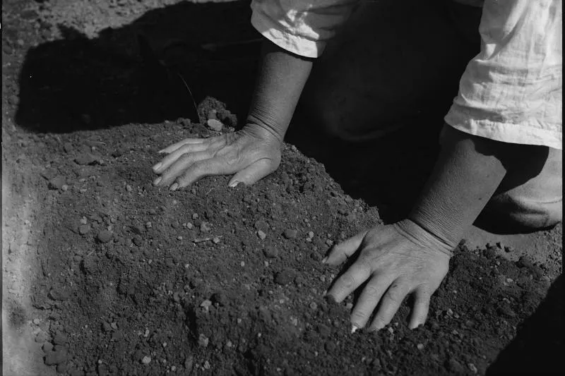 Black-and-white photo of a farm worker's hands pressing into tilled soil