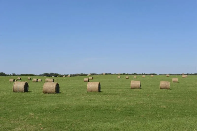 Round hay bales across a green Texas pasture under a clear sky